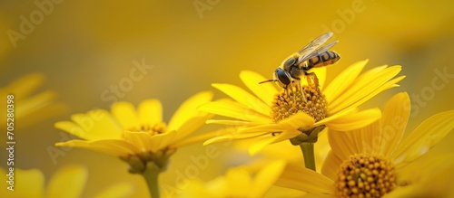 Yellow flower with hoverfly, Episyrphus balteatus.