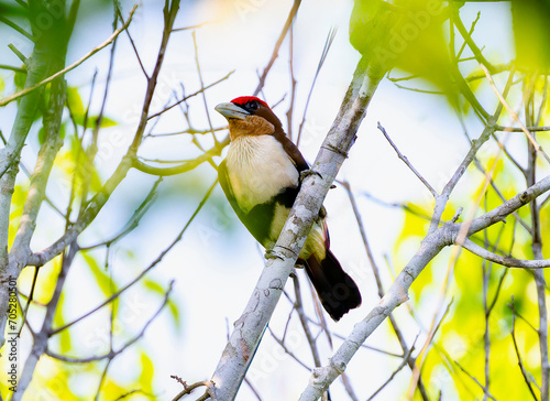 Black-girdled Barbet (Capito dayi) in Brazil photo