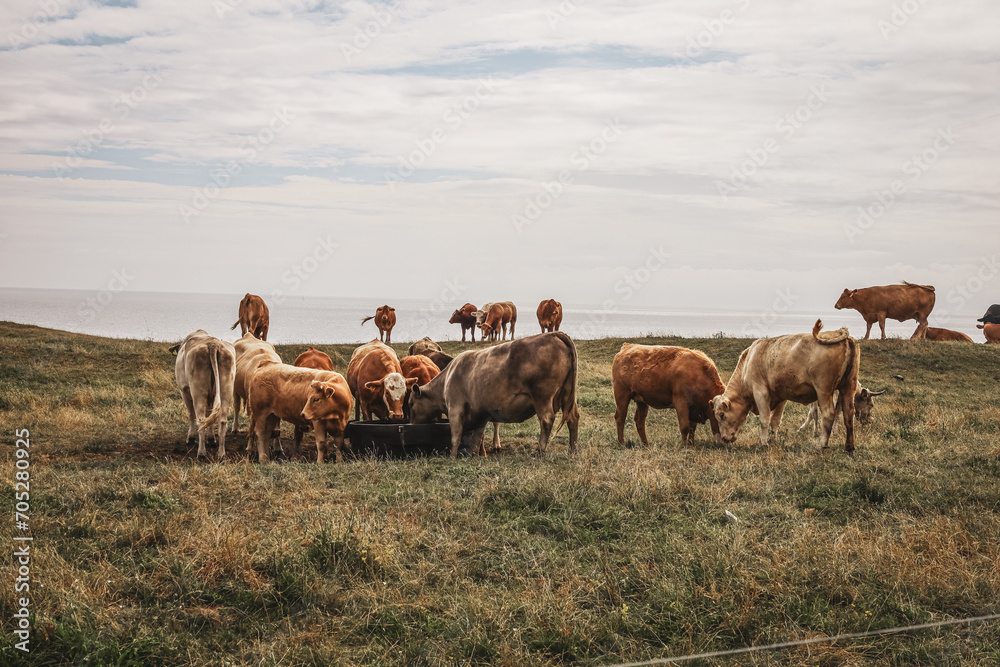 Obraz premium family of cows