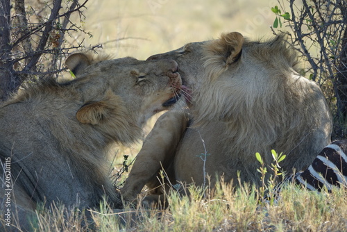 Two male lions allogrooming at makgadikgadi salt pan, Botswana, after they had a zebra kill photo