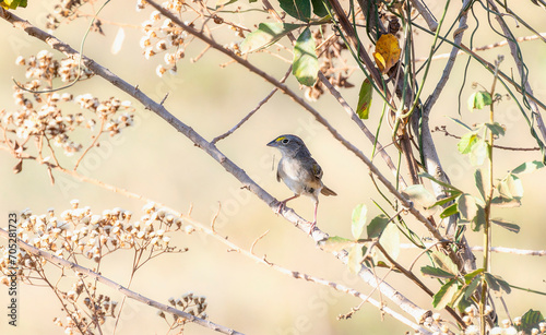 Grassland Sparrow (Ammodramus humeralis) in Brazil photo