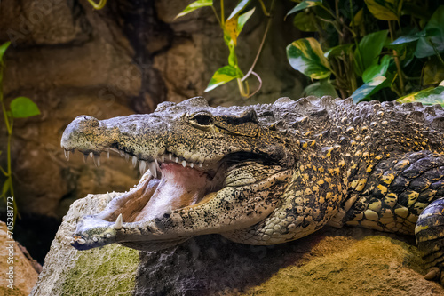 cuban Crocodile in zoo aquarium.