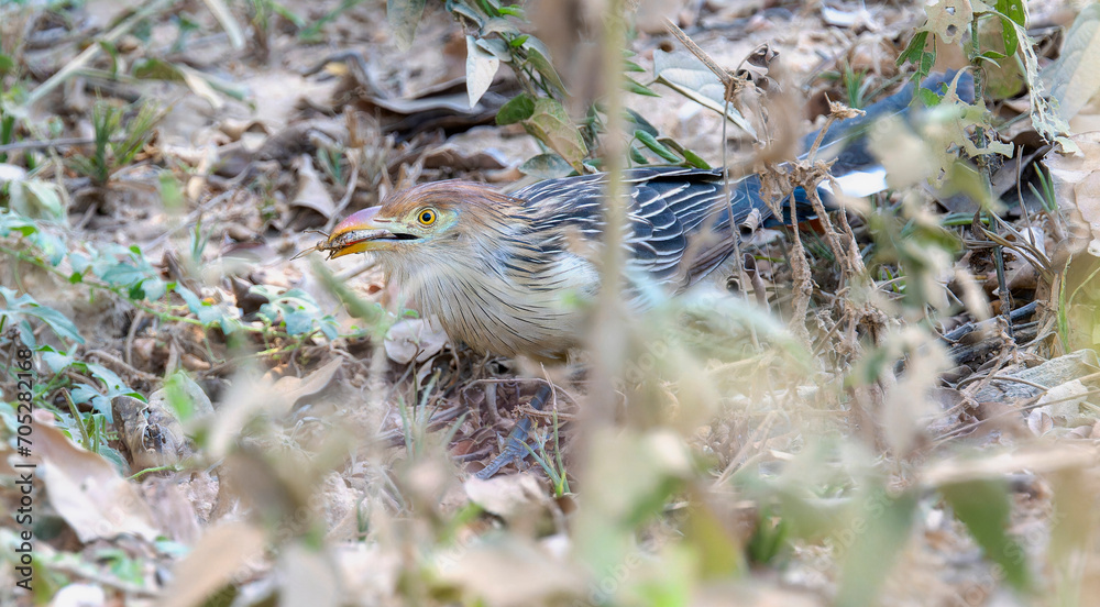 Guira Cuckoo (Guira guira) with Grasshopper in Brazil Guira Cuckoo (Guira guira) with Grasshopper in Brazil