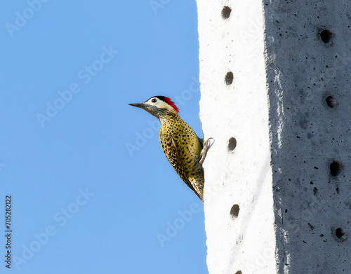 Green-barred Woodpecker (Colaptes melanochloros) in Brazil photo