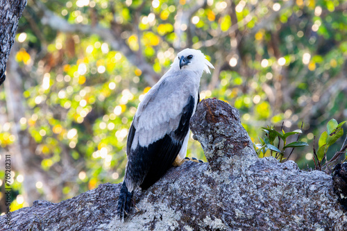 Juvenile, Harpy Eagle (Harpia harpyja) in Brazil