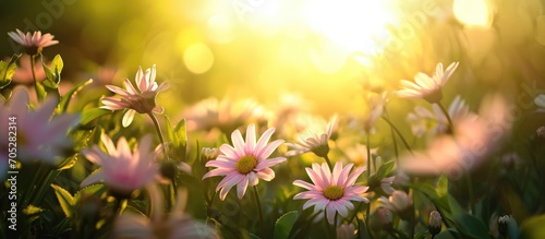 The blooming flowers are beautiful, the scenery is amazing with green nature and a shining sun.