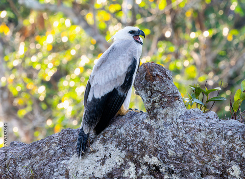 Juvenile, Harpy Eagle (Harpia harpyja) in Brazil