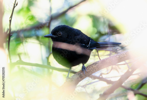 Mato Grosso Antbird (Cercomacra melanaria) in Brazil photo