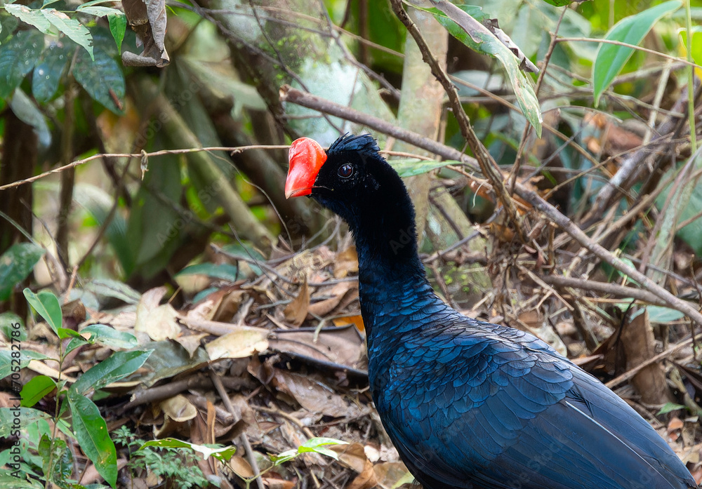 Razor-billed Curassow (Mitu tuberosum) in Brazil Razor-billed Curassow (Mitu tuberosum) in Brazil