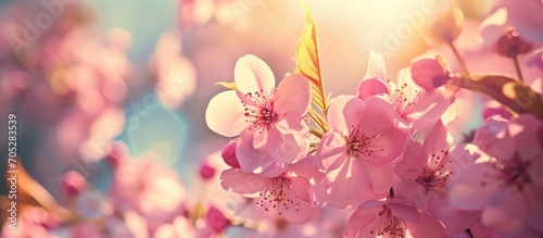Stunning pink blossoms thrive amidst nature's beauty and sunny skies. © Emin