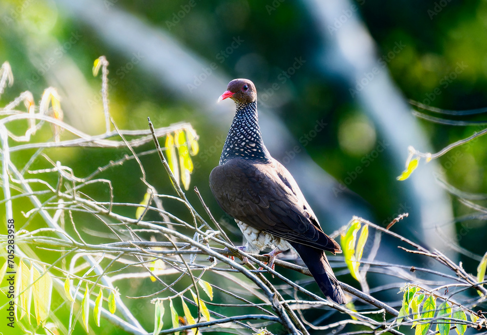 Obraz premium Scaled Pigeon (Patagioenas speciosa) in Brazil