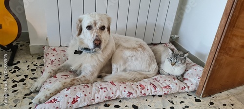 due specie diverse, cane e gatto, che convivono pacificamente