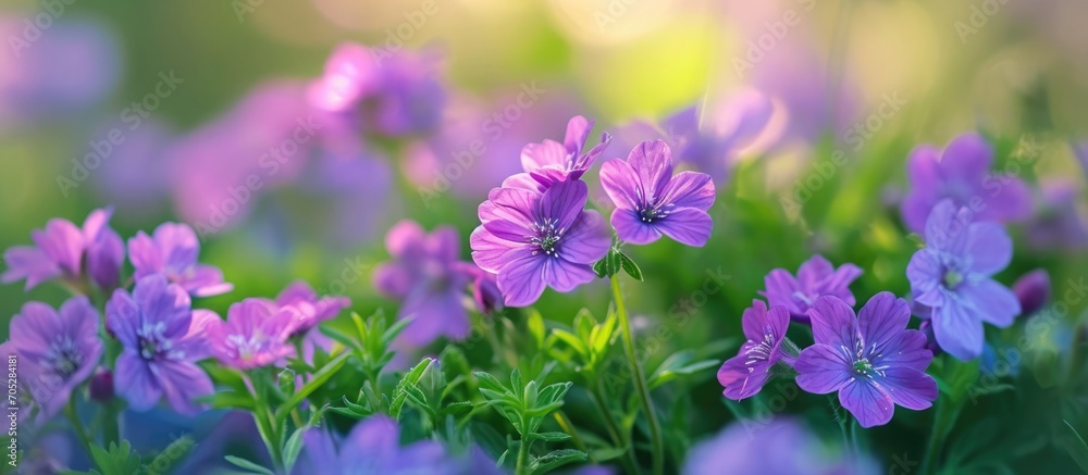 Spring blooms of lovely small purple flowers.