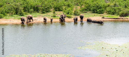 An aerial photo of a herd of elephants in the Kruger National Park, South Africa.