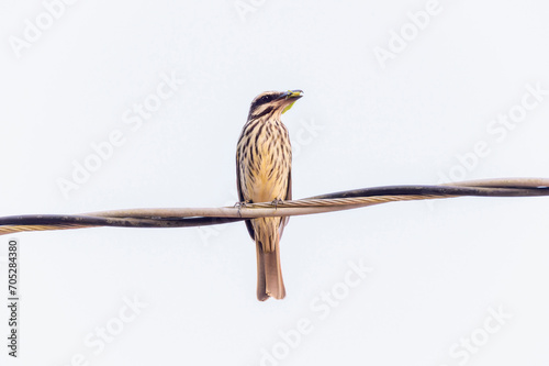 Streaked Flycatcher (Myiodynastes maculatus) with a Tropical House Gecko (Hemidactylus mabouia) in Brazil photo