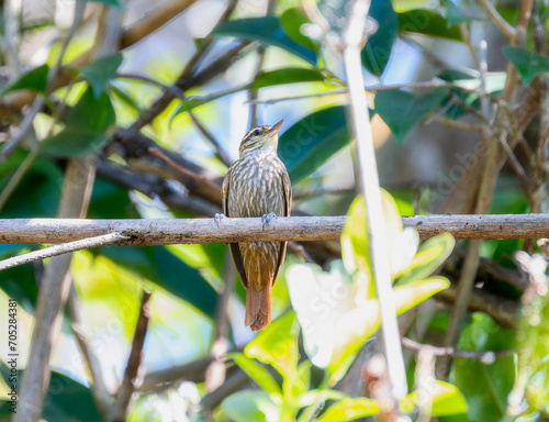 Streaked Senops (Xenops rutilans) in Brazil photo