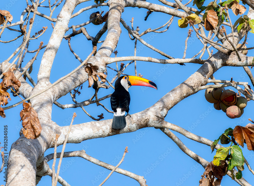 Toco Toucan (Ramphastos toco) in Brazil Toco Toucan (Ramphastos toco) in Brazil