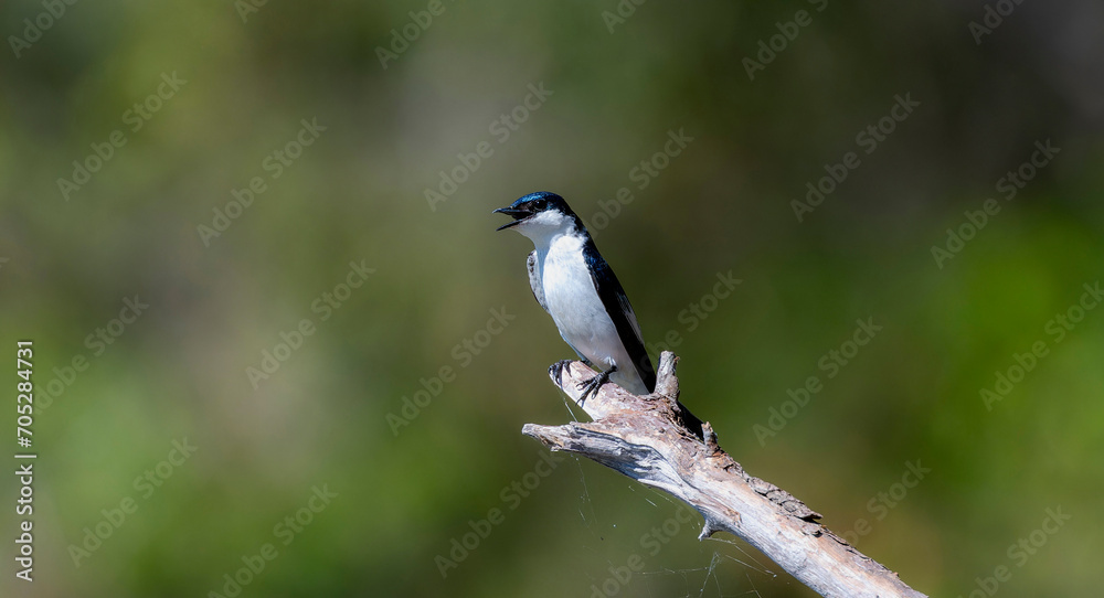 Obraz premium White-winged Swallow (Tachycineta albiventer) in Brazil