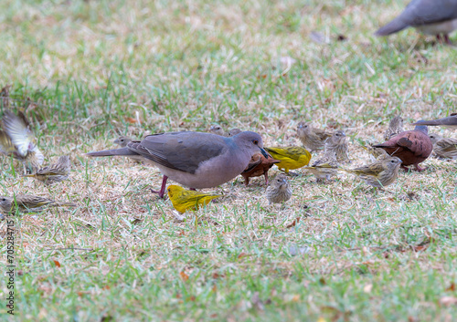 White-tipped Dove (Leptotila verreauxi) in Brazil photo