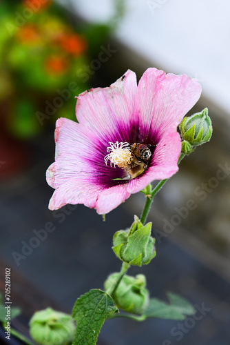 Fluffy honeybee with transparent streaked wings collecting pollen from pale pinkish hollyhock (malva, Alcea setosa) flower. Pollen granules on bee's back and legs. Stamen fibers. Garden flower bed. photo