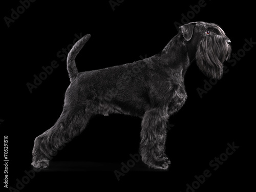 Fotografía Silhouette of black schnauzer dog