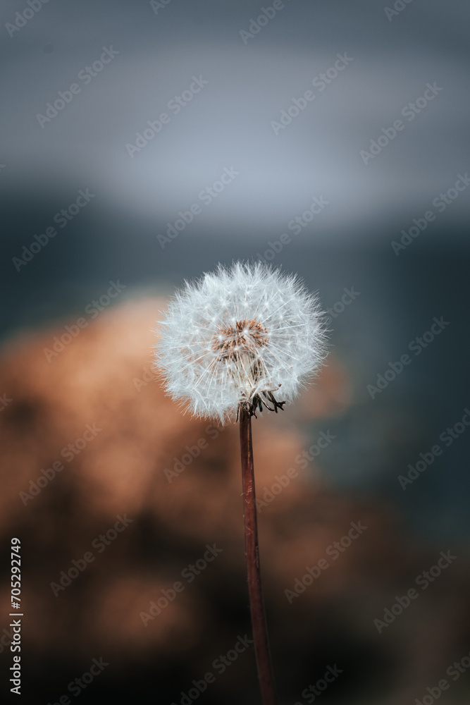 Dandelion in the wind