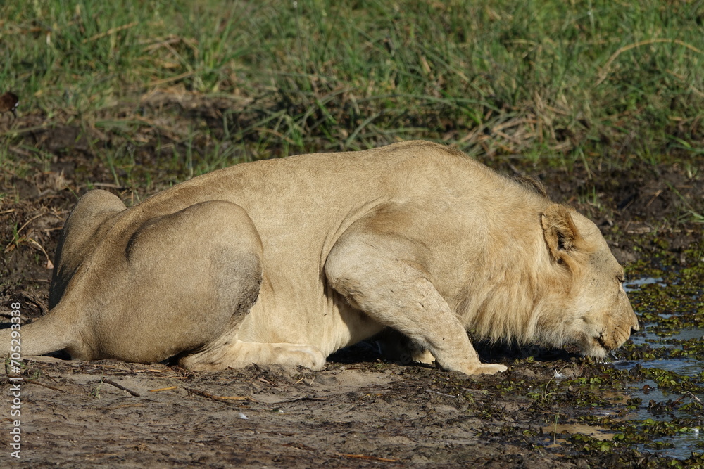 Naklejka premium Male lion in the Khwai region of the Okavango Delta after they made a buffalo kill, Botswana