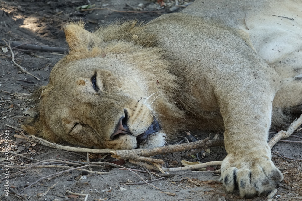 Naklejka premium Male lion in the Khwai region of the Okavango Delta after they made a buffalo kill, Botswana