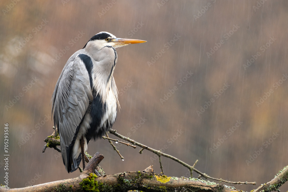 great blue heron