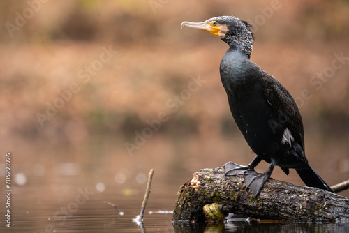 Kormoran auf einem Stamm im Wasser