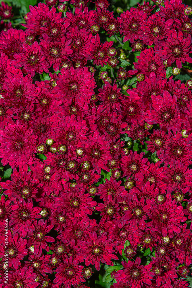 Closeup of red chrysanthemums blooming