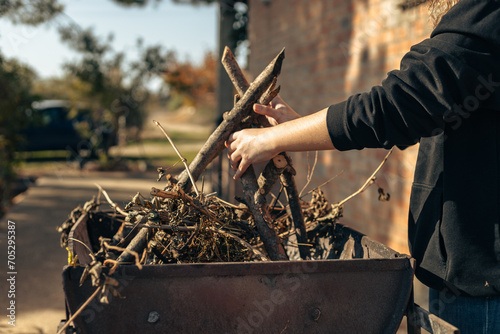 Person adding branches to a wheelbarrow for yard cleanup photo