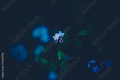 Beautiful blue forget-me-not flowers bloom in a dark garden in summer among the grass. The beauty of nature. Flora.