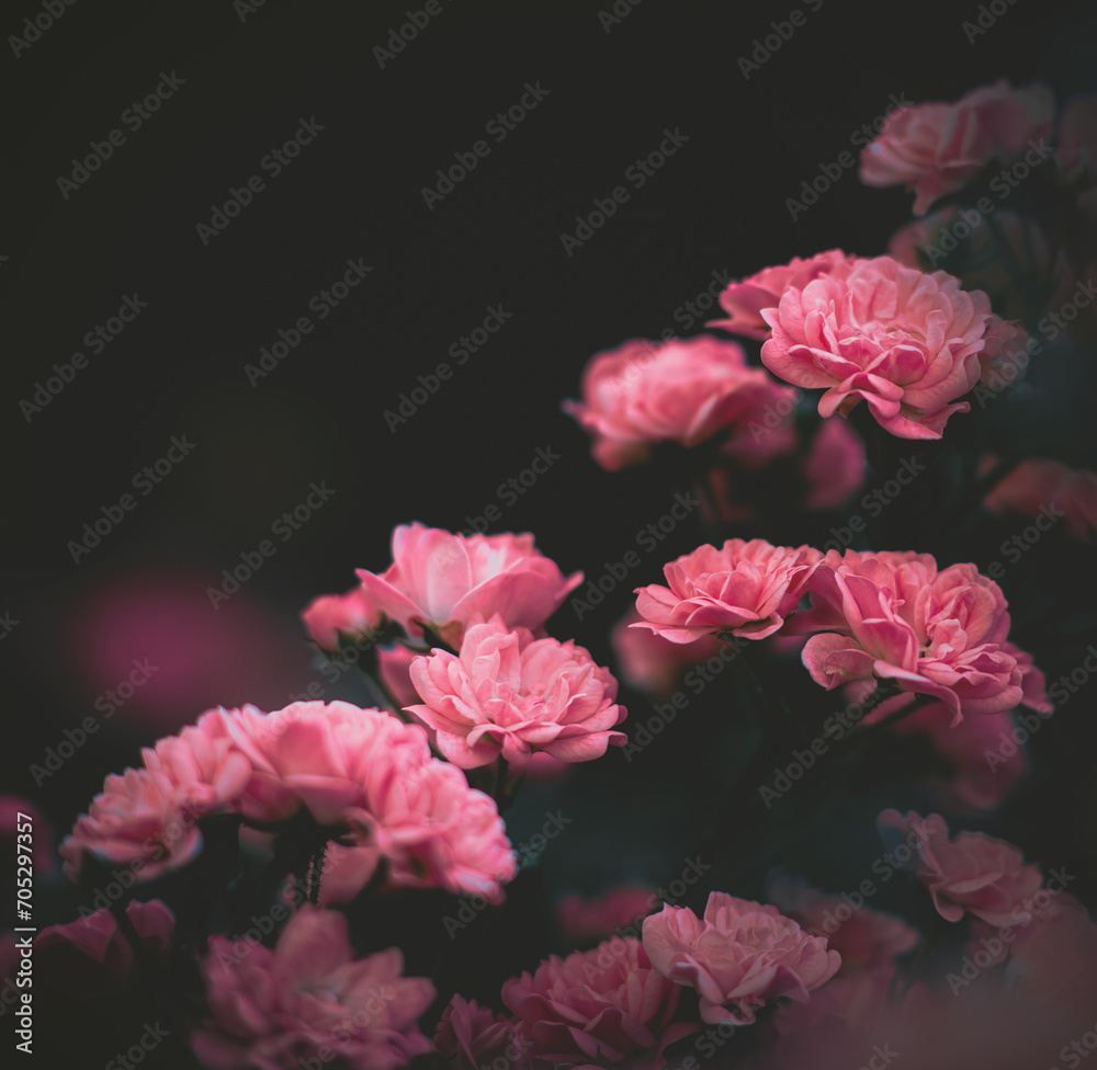 Beautiful pink roses bloom on a bush in the garden at dusk of summer. The beauty of nature and romance. Flora. Beautiful pink roses bloom on a bush in the garden at dusk of summer. The beauty of nature and romance. Flora.