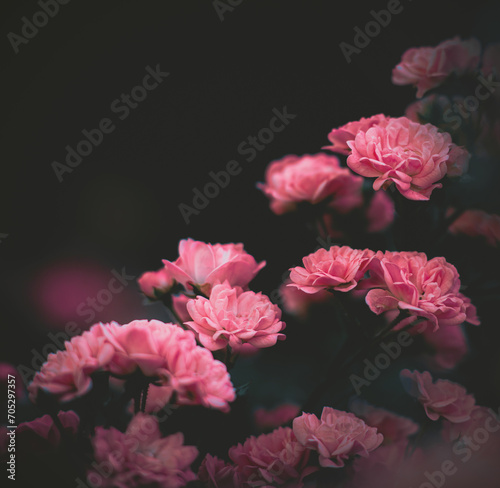 Beautiful pink roses bloom on a bush in the garden at dusk of summer. The beauty of nature and romance. Flora. ©  Valeri Vatel