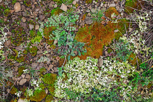 colorful background of moss, lichen, grass, fungus and small plants on the ground