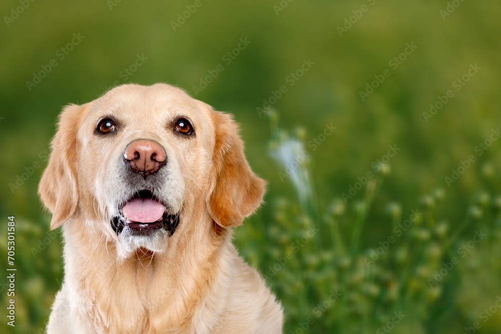 Happy cute smart puppy dog sitting on grass