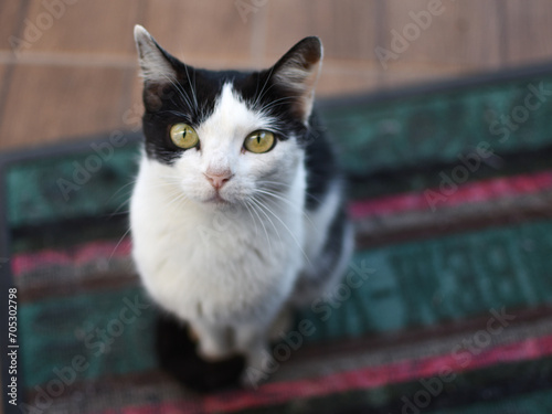 Cat on the rug