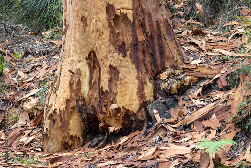 Australian Sydney Red Gum shedding bark