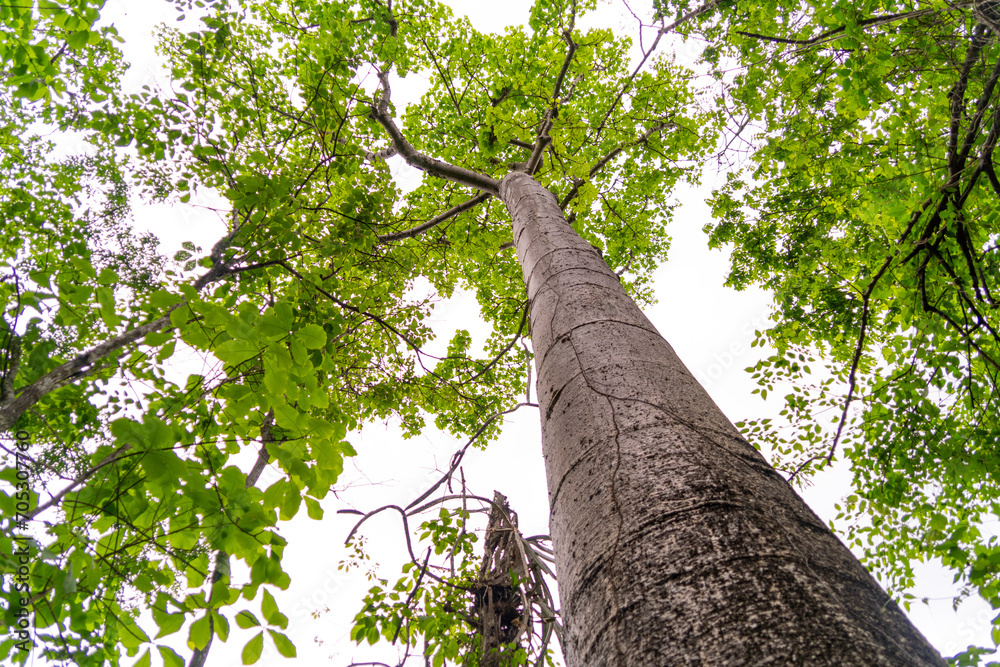 Fototapeta premium Giant Ceiba trees in a jungle forest