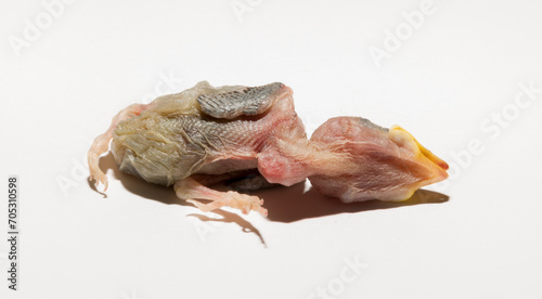 Fototapeta Naklejka Na Ścianę i Meble -  A house sparrow chick that fell out of the nest. The tragedy of the reproduction process in birds. A dying animal on a white background.