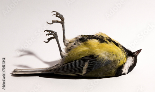 Great tit (Parus major) is a passerine bird in the tit family Paridae. A dead bird on a white background.
