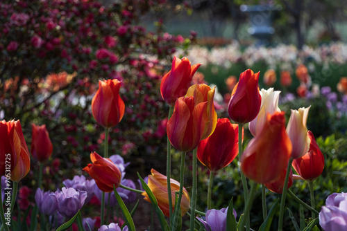 Spring Tulips