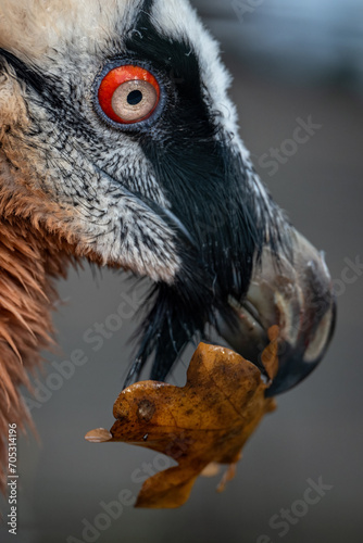 The eagle-vulture holds a leaf in its beak.