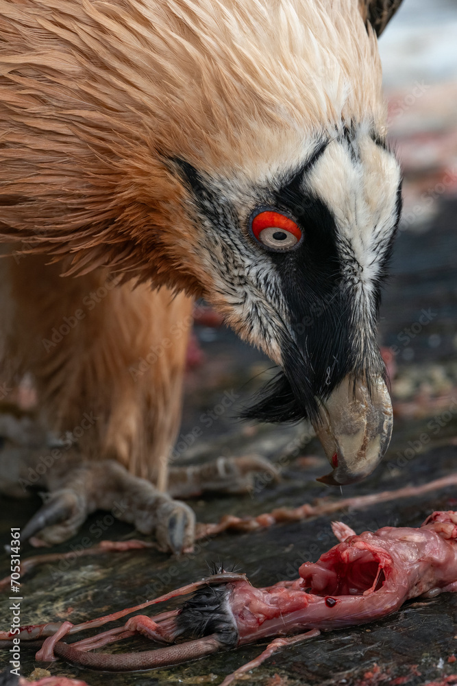 Fototapeta premium A vulture eats parts of a rat outside.