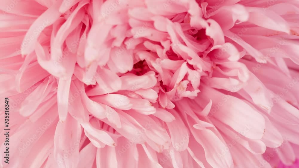 Pink flower on background close-up macro, birthday barbie style table for tea ceremony, girl fashion food background, top view. Pink flower on background close-up macro, birthday barbie style table for tea ceremony, girl fashion food background, top view.