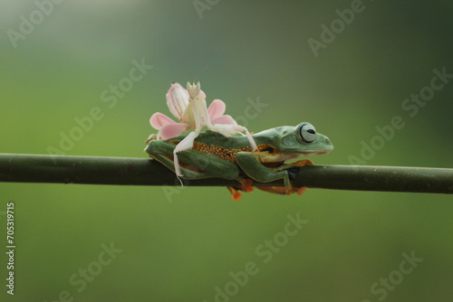 frog, flying frog, mantis, mantis orchid, a flying frog making friends with a mantis orchid 