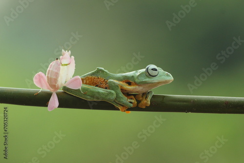 frog, flying frog, mantis, mantis orchid, a flying frog making friends with a mantis orchid 