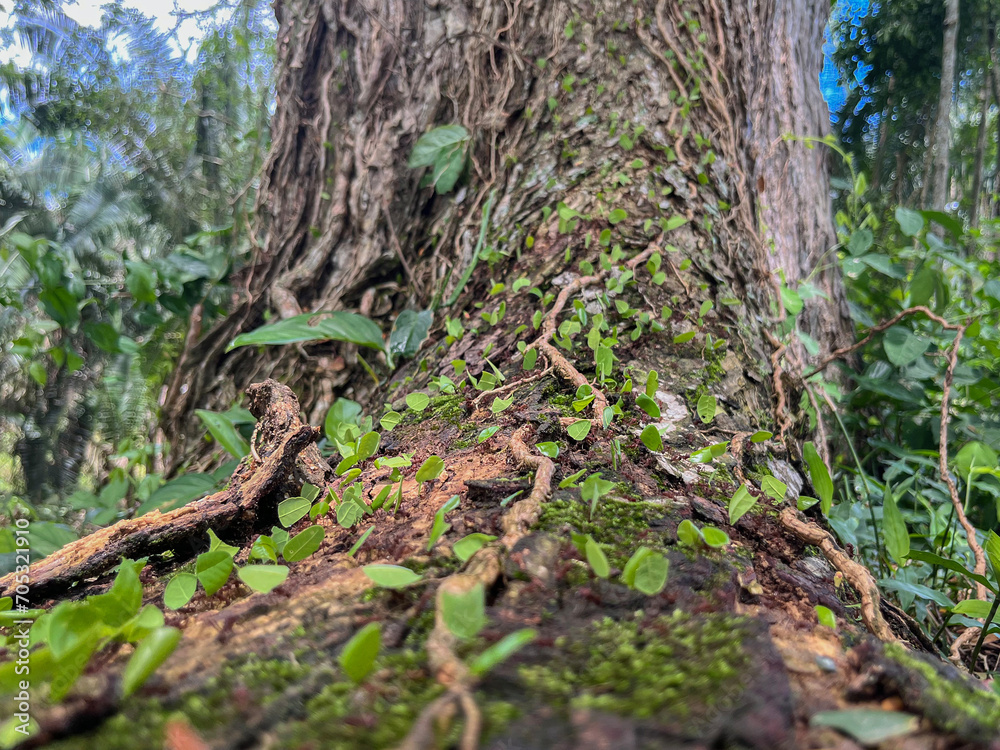 ants carrying leaves up a tree trunk ants carrying leaves up a tree trunk
