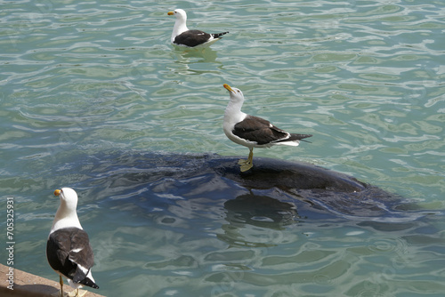 Foto Gaviotas paradas envima de los leones marinos y detalles de Colonia, Montevideo,
